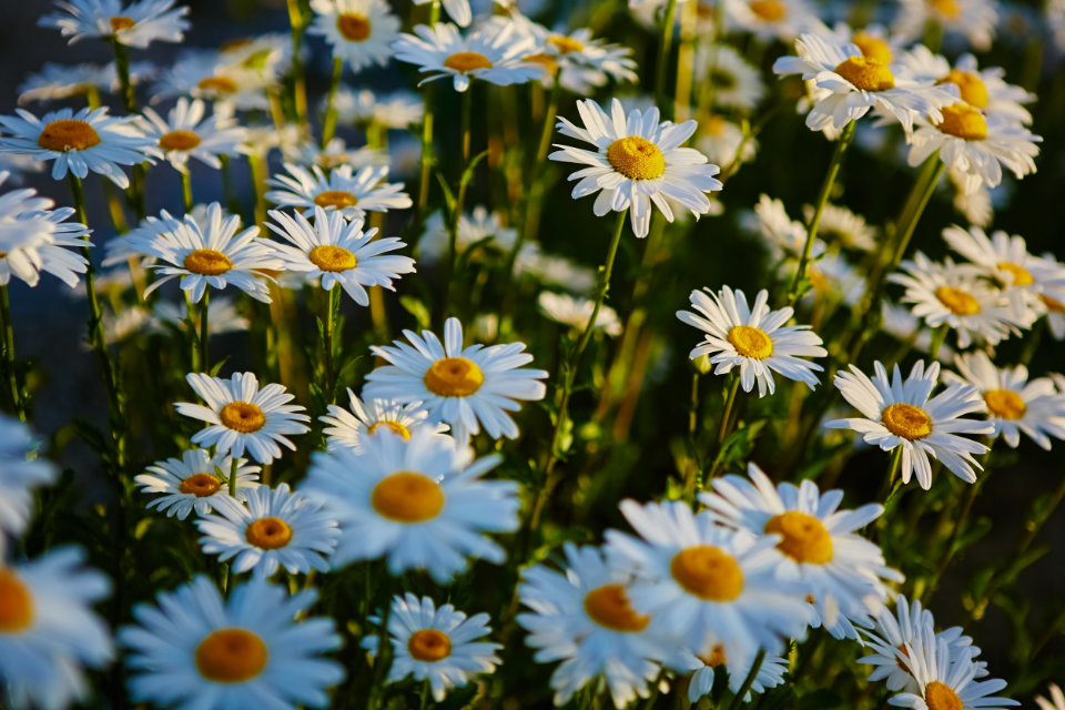 What Do Dreams About Flowers Mean?