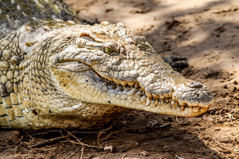 What Do Dreams About Crocodiles Mean?