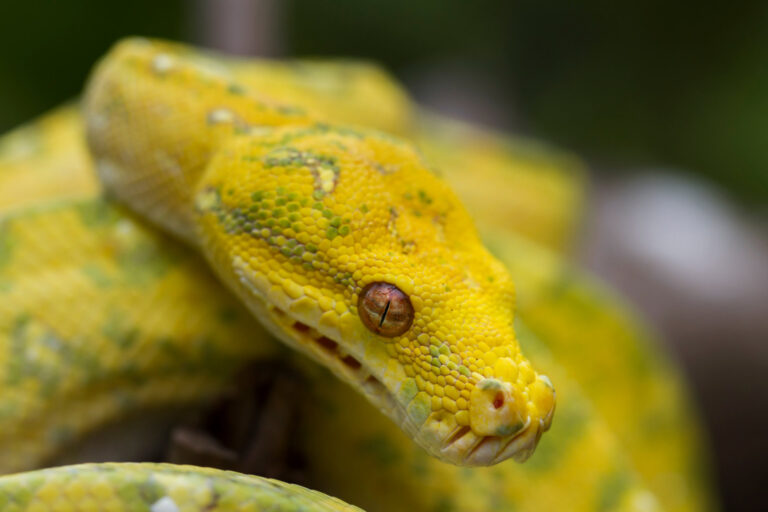 What Does It Mean to Dream About a Snake?