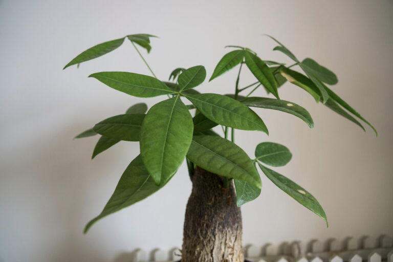 Feng Shui Money Tree