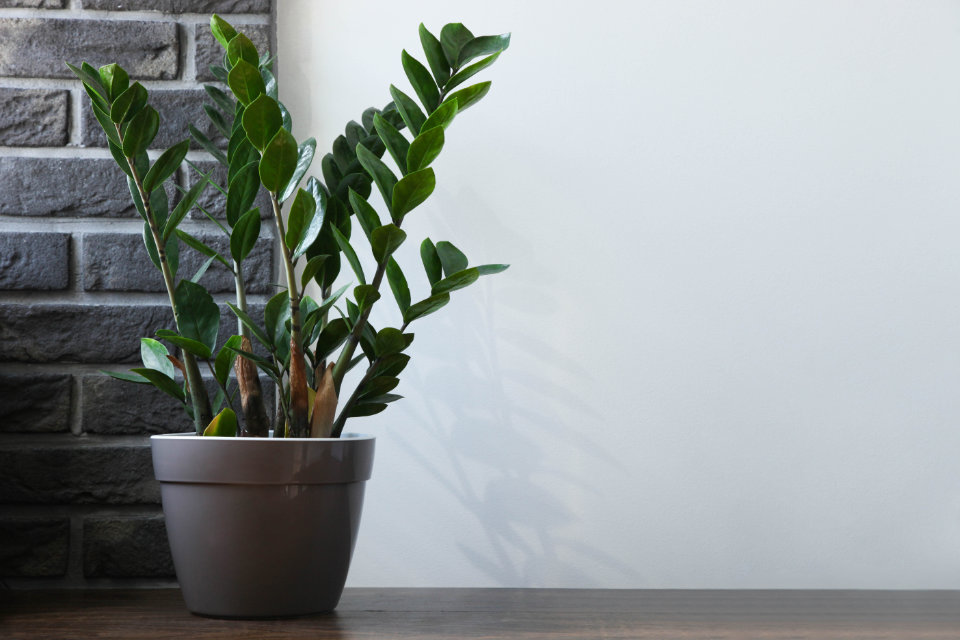 Best Feng Shui Plants