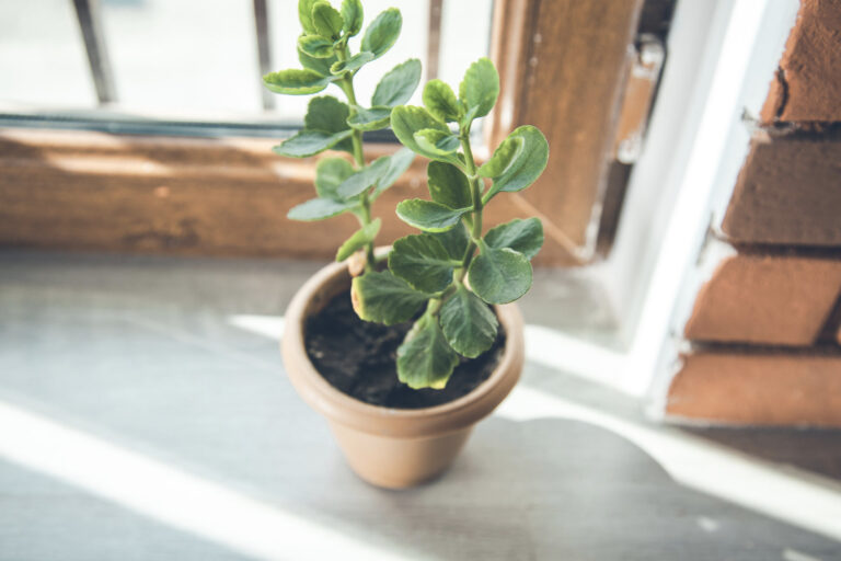 Best Feng Shui Plants