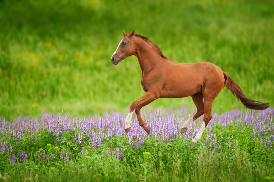 Horse Chinese Zodiac