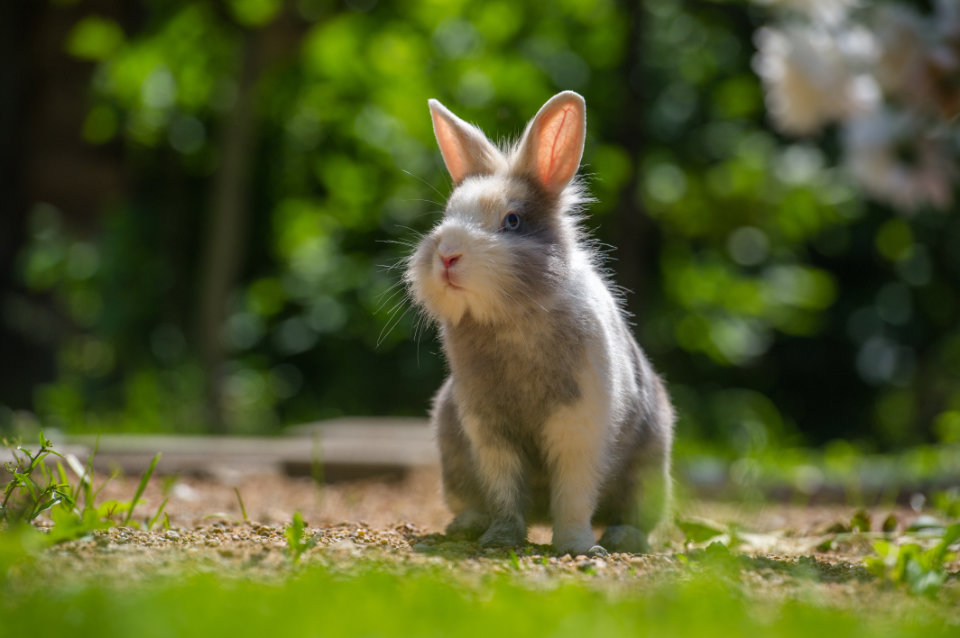 Rabbit Chinese Zodiac